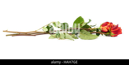 Three roses isolated lying over the white surface Stock Photo