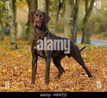 german shorthaired pointer dog Stock Photo