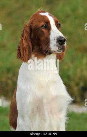 Irish Red and White Setter, dog family, Austria Stock ...
