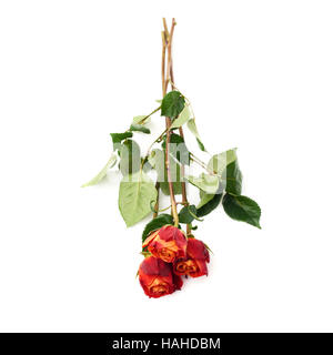 Three roses isolated lying over the white surface Stock Photo