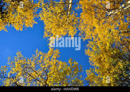 Looking up at tall aspen trees with leaves turning the yellow of autumn Stock Photo