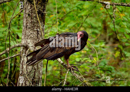 A dark Turkey Vulture (Cathartes aura) perched in a tree Stock Photo