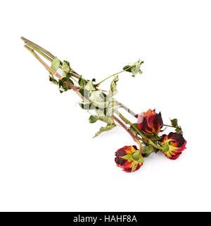 Three dried roses over the white isolated background Stock Photo