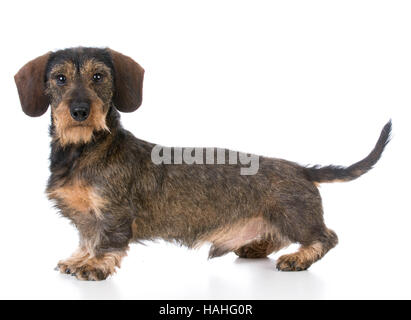 miniature wirehaired dachshund standing on white background