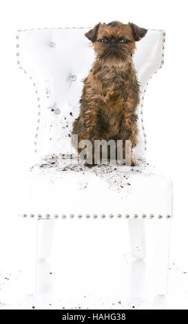 dirty muddy brussels griffon sitting on white leather chair Stock Photo
