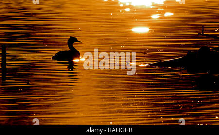 Great Crested Grebe Podiceps cristatus swimming at sunset Stock Photo