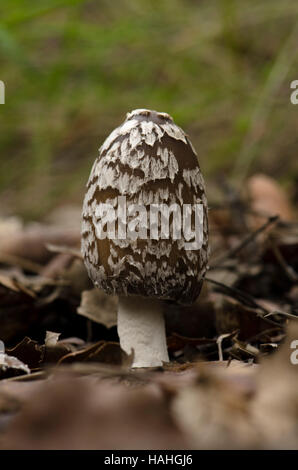 Magpie fungus, Coprinopsis picacea in forest, Spain.