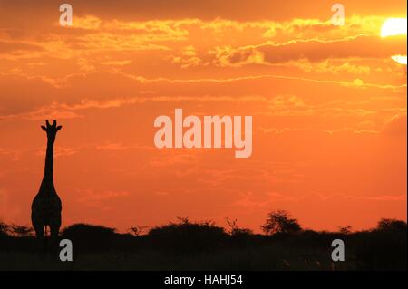 Giraffe Silhouette - African Wildlife Background - Golden Sunset Solitude and Simplicity Stock Photo