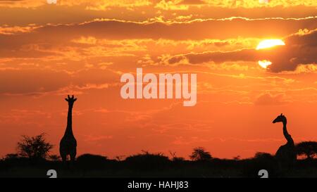 Giraffe Silhouette - African Wildlife Background - Sunset Colors and Humor in Nature Free Stock Photo