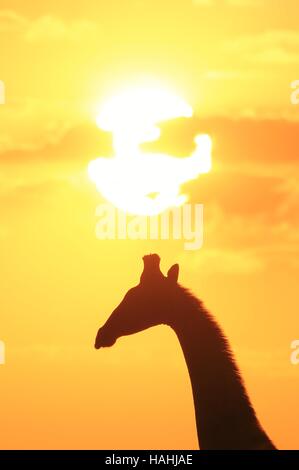 Giraffe Background - African Wildlife Silhouettes - Golden Sunset Sky Stock Photo