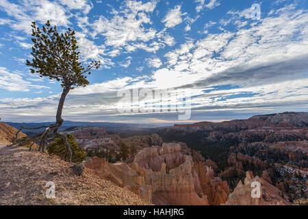 Limber pine tree with exposed roots clinging to life on the edge at Bryce Canyon National Park in Southern Utah. Stock Photo