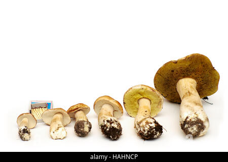 White birch mushroom (Boletus betulicolus) on a white background in comparison with the matchbox Stock Photo
