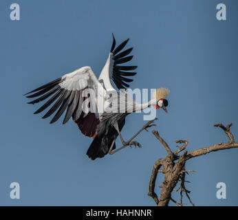 Grey-crowned Crane landing on snag in Serengeti National Park Stock Photo