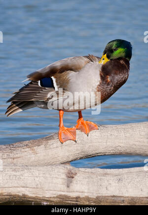 Mallard, Anas platyrhynchos. vertical portrait of a adult male in breeding plumage resting on a branch at lake shore. Stock Photo