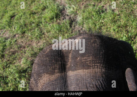 Elephant head. Stock Photo