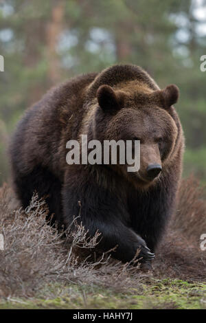 European Brown Bear / Europaeischer Braunbaer ( Ursus arctos ) walking though the undergrowth of a boreal pine forest, frontal shot. Stock Photo