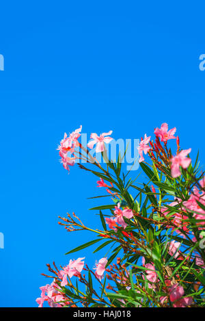 Beautiful pink nerium oleander flowers against blue sky on bright summer day Stock Photo