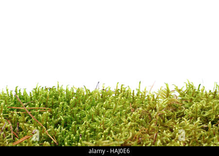 Green moss isolated on white background Stock Photo