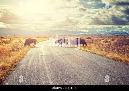 Retro toned Herd of American bison (Bison bison) crossing road in Grand Teton National Park at sunrise, Wyoming, USA. Stock Photo
