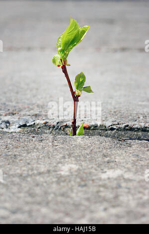 tree growing through crack in pavement Stock Photo