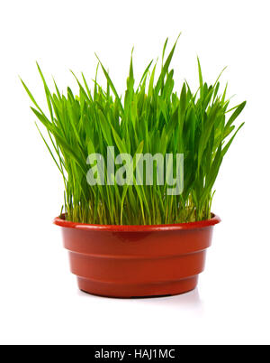grass in flowerpot isolated on white Stock Photo