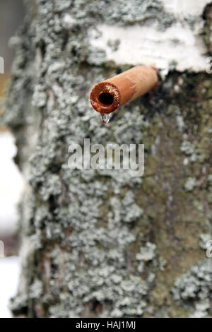 collecting birch juice Stock Photo