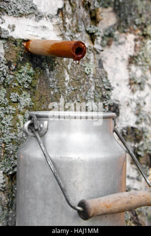 collecting birch juice Stock Photo