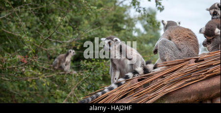 Ring tailed lemurs of the south lakes animal park Stock Photo