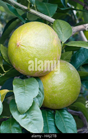 Bergamot orange fruits Stock Photo