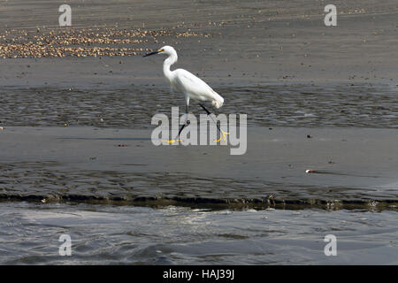 Snowy egret (Egretta thula) walking on the beach Stock Photo