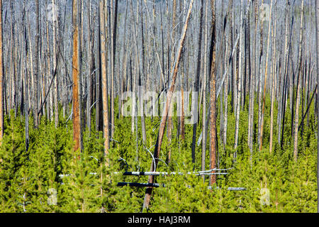 Regeneration of trees that burned in forest fires, near Dunraven Pass, Yellowstone National Park; Wyoming; USA Stock Photo