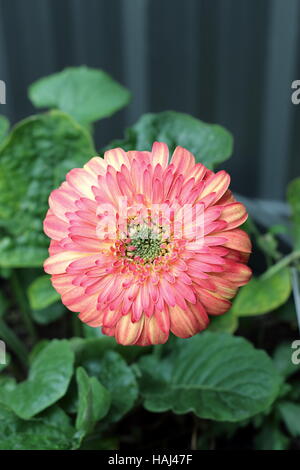 Gerbera jamesonii - burst of colour Stock Photo