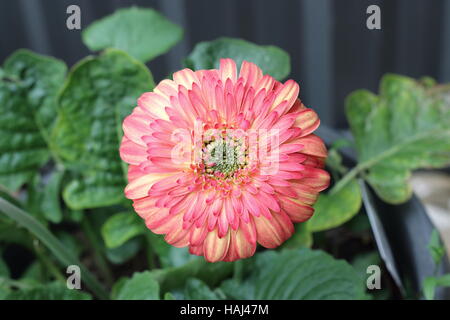 Gerbera jamesonii - burst of colour Stock Photo
