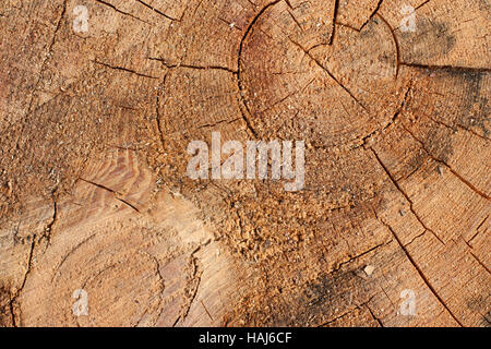 wooden texture background.Cross section of the tree Stock Photo
