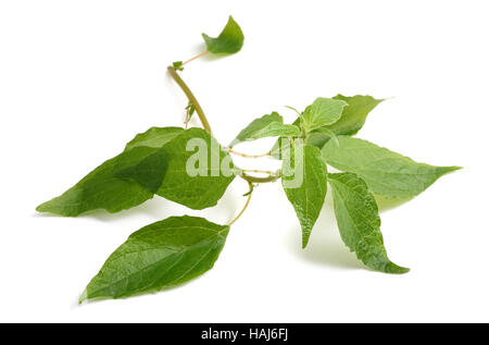 Pellitory (Parietaria, officinalis) sprig isolated on white background Stock Photo