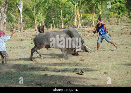 Two Carabao fighting on rice field, Philippines Stock Photo - Alamy