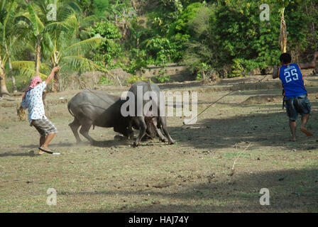 Two Carabao fighting on rice field, Philippines Stock Photo - Alamy