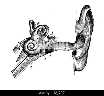 Human ear anatomy table, engraving XIX century Stock Photo