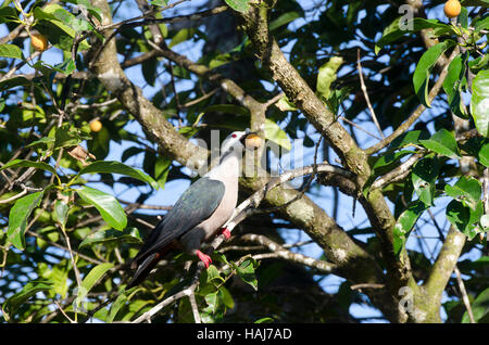 Pacific imperial pigeon eating fruit, Anaiki, Niue, South Pacific, Oceania Stock Photo