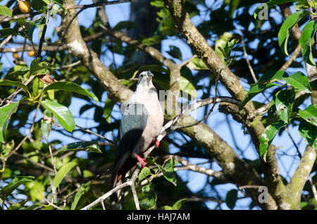 Pacific imperial pigeon, Anaiki, Niue, South Pacific, Oceania Stock Photo