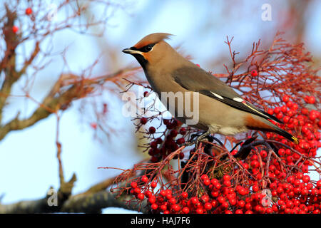 Bohemian Waxwing, Bombycilla garrulus, feeding on berry laden trees Stock Photo