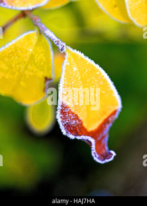 Frozen diamond like crystalised yellow leaves in park land Stock Photo ...