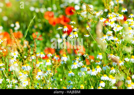 Daisies and Red Poppies on a Meadow in Spring. Stock Photo