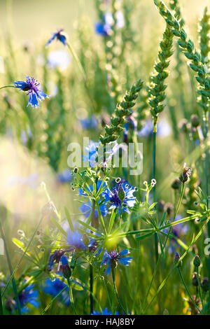 Field of Wheat and Cornflowers in Summer