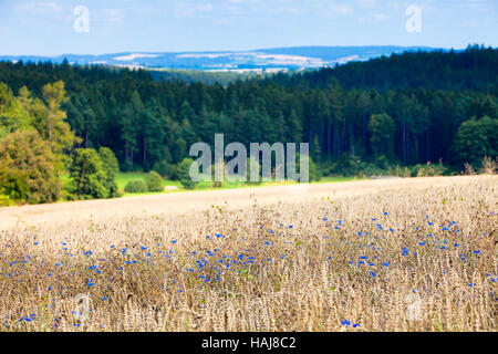 Field of Wheat and Cornflowers in Summer