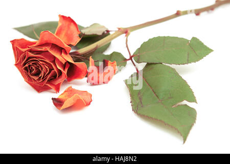 Dying pink rose bloom with dropped petals and a long stem on a white background Stock Photo