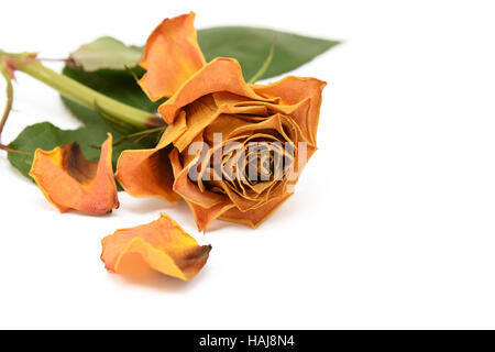 Dark yellow faded rose flower with dried, dead petals on a white background Stock Photo