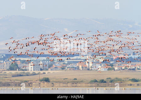 Wild flamingo flock flying above Larnaca Salt Lake during the annual migration to Cyprus. Stock Photo