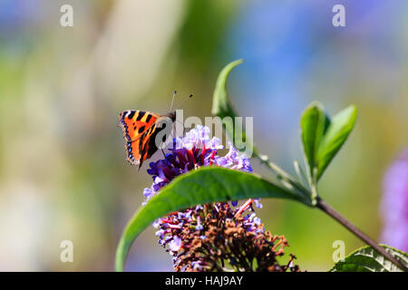 Small tortoiseshell 'Aglais urticae' Butterfly on lilac plant. Stock Photo