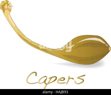 Canned capers vector illustration on white background Stock Vector